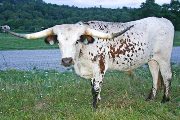 Texas Longhorn Exhibition_Steer - Trail Miles - Photo Number: w_4077.jpg