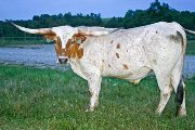 Texas Longhorn Exhibition_Steer - Overizzle x Winchester Steer - Photo Number: w_4091.jpg