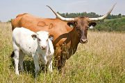 Texas Longhorn Pair - Red Neck Woman - Photo Number: w_4113.jpg