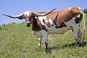 w_4121_s.jpg - Super Drafter
