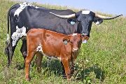 Texas Longhorn Pair - Over Cast - Photo Number: w_4124.jpg