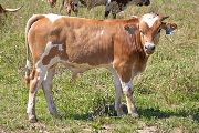 Gunna Draft Calf 2010 - Gunna Draft x Over Kill - 2010 Bull - w_4137