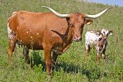Texas Longhorn Pair - Tid Bits - Photo Number: w_4139.jpg