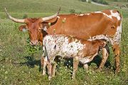 Texas Longhorn Pair - Sun Streak - Photo Number: w_4194.jpg