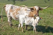 Texas Longhorn Pair - Do Over - Photo Number: w_4202.jpg