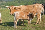 Texas Longhorn Pair - Jay Jay - Photo Number: w_4222.jpg