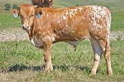 Jay Jay Calf 2010 - Jay Jay x Juma - 2010 Bull - w_4325
