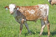 Jizelle Calf 2010 - Jizelle x Juma - 2010 Bull - w_4343