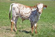 w_4356_s.jpg - Kill'N Run x Juma - 2010 Bull