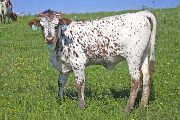 Rose Colored Glasses Calf 2010 - Rose Colored Glasses x Juma - 2010 Heifer - w_4363
