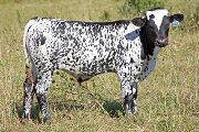 Fugue Calf 2010 - Fugue x Over Kill - 2010 Bull - w_4372