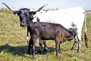 Texas Longhorn Pair - Smoken Loof - Photo Number: w_4397.jpg