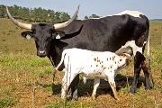 Texas Longhorn Pair - Rosetta - Photo Number: w_4414.jpg