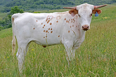 Texas Longhorn Exhibition_Steer - Duty Arisen x Win Win - Steer - Photo Number: y_3267.jpg