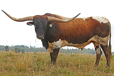 Texas Longhorn Reference_Sire - Jubal Jangler - Photo Number: y_4645.jpg
