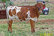 100_1394_s.jpg - Win The Draft x Drag Iron - 2010 Heifer - 33.25 inches at 14.90 mo.