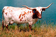 1998_33_s.jpg - Gunna Glory