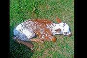 Temp Bowl Calf 2011 - Temp Bowl x Jolter - 2011 - TempBowl2011