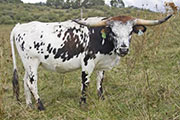 Fozell - Fozel - U_5065