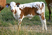 Mile Jumper - Jump'N Raffles x Mile Marker - 2004 Heifer - p_1628