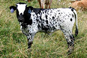 p_1944_s.jpg - Shabby Vision x Coal Smoke - 2004 Heifer