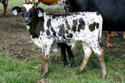 Medley Calf 2004 - Medley x Victory Lap - 2004 Bull - p_2725