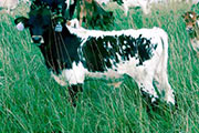 Victory Run - Obvious Shadow x Victory Lap - 2004 Bull - p_2884