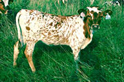 Galap - Ga Zing x Victory Lap - 2004 Heifer - p_2909