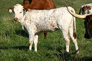 p_3190_s.jpg - Balinese x Winchester - 2004 Heifer