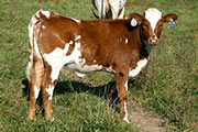 Super Thorn - Shadow Thorn x Super Bowl - 2004 Heifer - p_3753