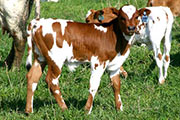 Super Collider - Coquese x Super Bowl - 2004 Bull - p_759