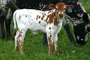 Limited Hope - Blessed Hope x Unlimited - 2005 Heifer - r_1308