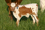 Zanzi Calf 2005 - Zanzi x Mile Marker - 2005 Bull - r_1501