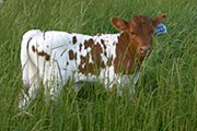 Zhiloof Calf 2005 - Zhiloof x Mile Marker 2006 - Heifer - r_1515
