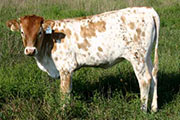 r_3509_s.jpg - Mostly High x Winchester - 2005 Heifer