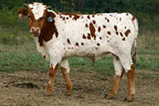 r_3702_s.jpg - Unattainable x Winchester - 2005 Bull