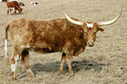 Shamone - I-227712 - s_0331