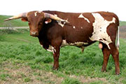 Bolero - I-240822 - s_0987