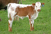 s_1267_s.jpg - Unattainable x Mile Marker - 2006 Heifer