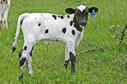 s_1565_s.jpg - Gunna Zip x Over Kill - 2006 Heifer