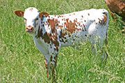 s_2117_s.jpg - Samsara x Over Kill - 2006 Heifer