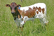 s_2120_s.jpg - Zhi Hot x Winchester - 2006 Bull