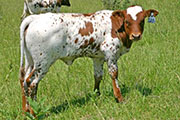 s_2144_s.jpg - High Quest x Over Kill - 2006 Heifer