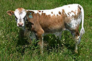 Tycoon - Field Most x Unlimited - 2006 Bull - s_2177