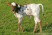 s_2246_s.jpg - Search For Gold x Winchester - 2006 Bull