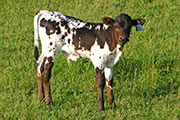 s_2248_s.jpg - Blaze of Glory x Over Kill - 2006 Bull