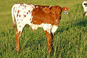 Victory Cry - Gleaming Gun x Victory Lap - 2006 Bull - s_2258