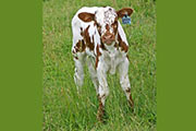 Sadie Sam Calf 2006 - Sadie Sam x Mile Marker - 2006 Bull - s_2357