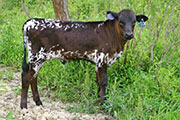 s_2413_s.jpg - Win Sequoia x Over Kill - 2006 Bull