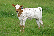 Super Sonic - Ga Zing x Super Bowl - 2006 Bull - s_2420